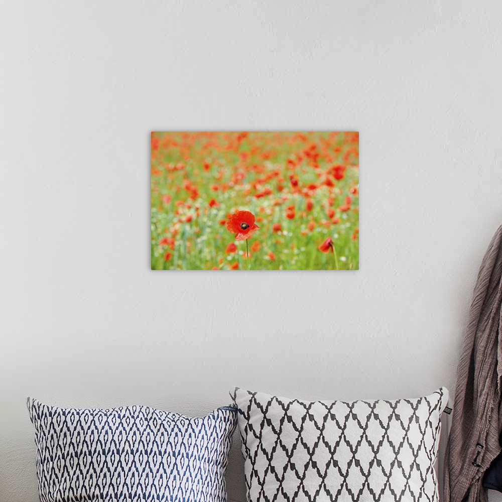 A bohemian room featuring A Field Of Red Poppy Flowers