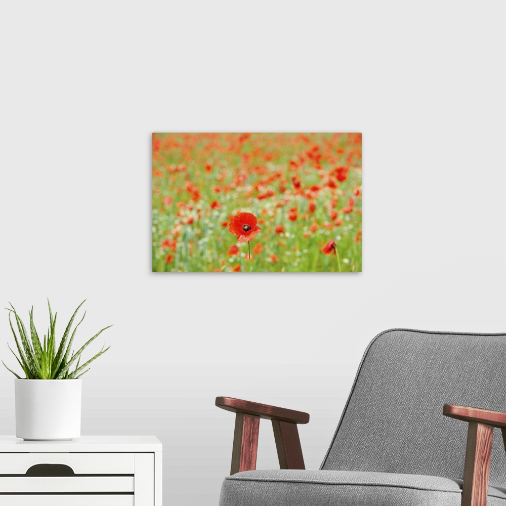A modern room featuring A Field Of Red Poppy Flowers