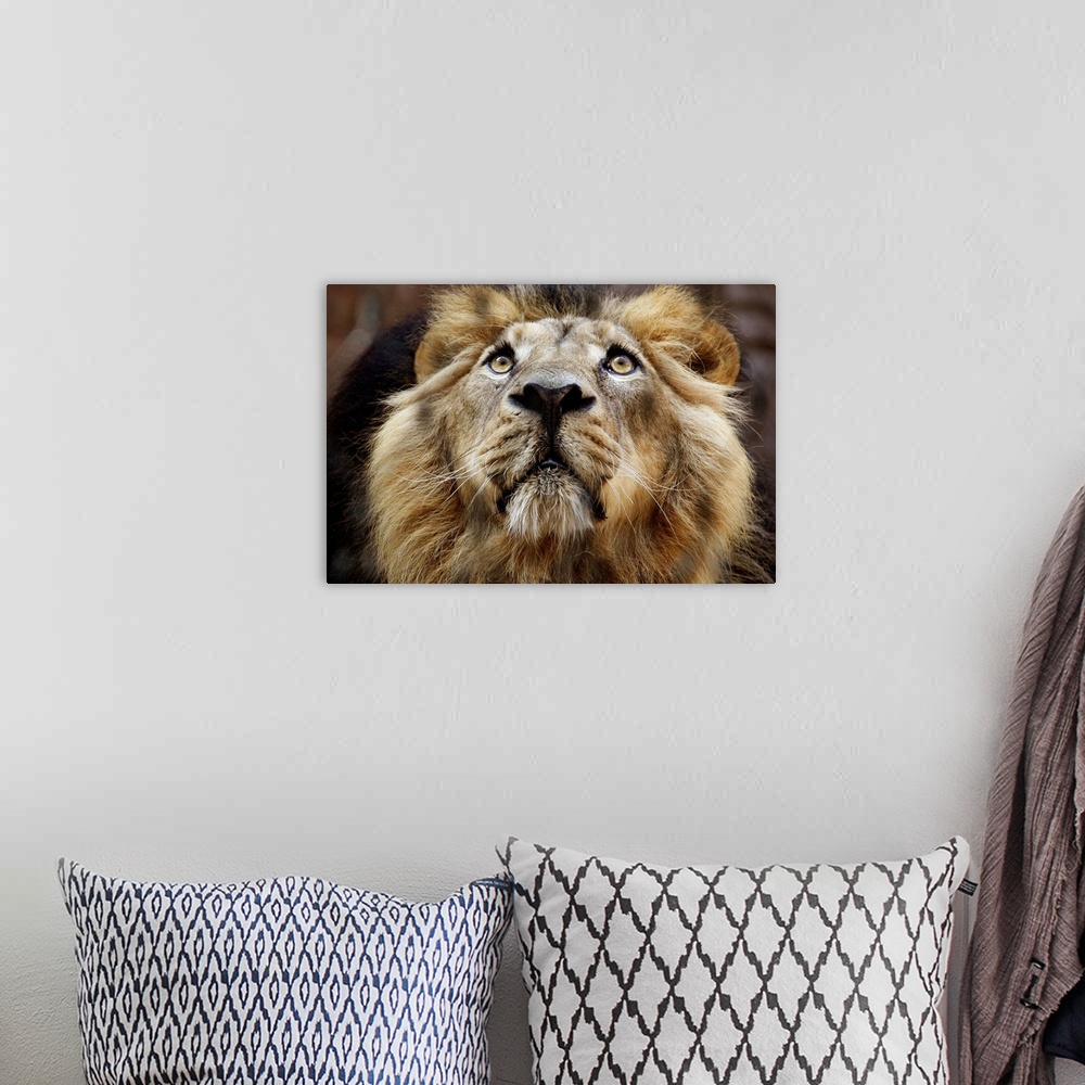 A bohemian room featuring A Lion In Captivity Looking Up