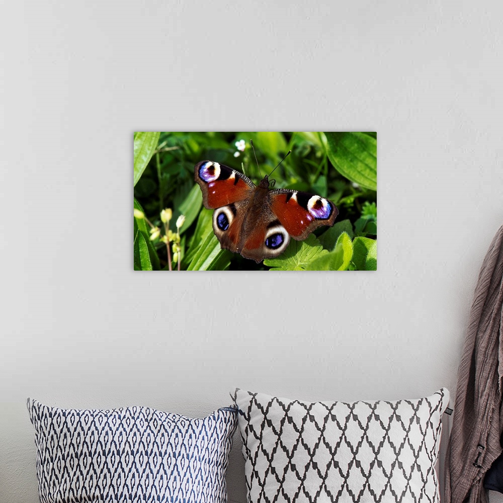 A bohemian room featuring A Peacock Butterfly Sitting On Leaf In Meadow