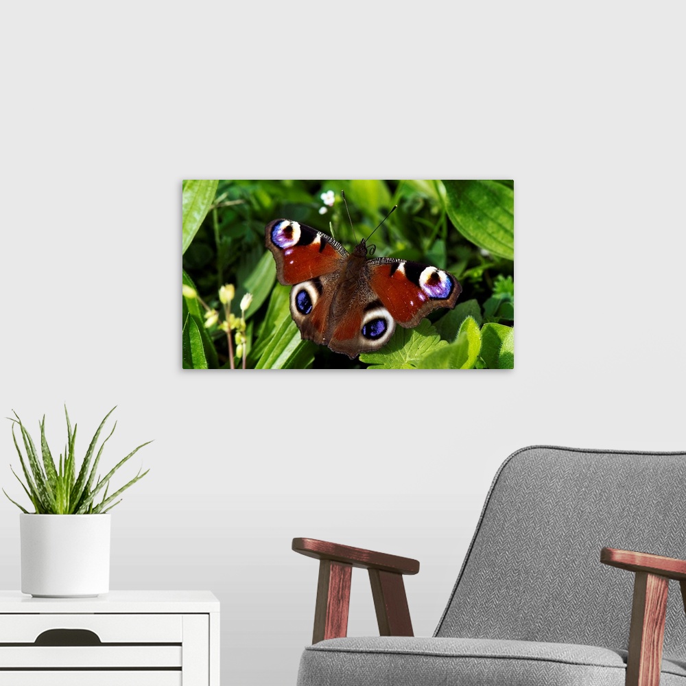 A modern room featuring A Peacock Butterfly Sitting On Leaf In Meadow