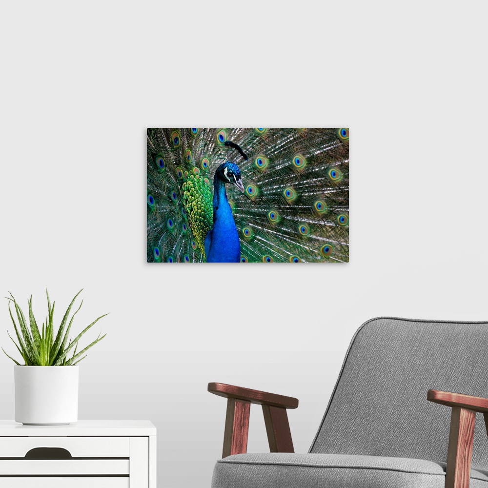A modern room featuring A Peacock With Its Tail Spread