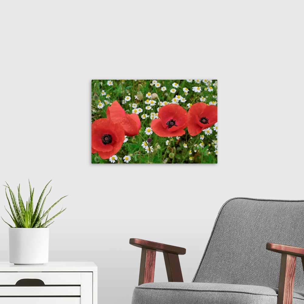 A modern room featuring A Red Poppy Flowers