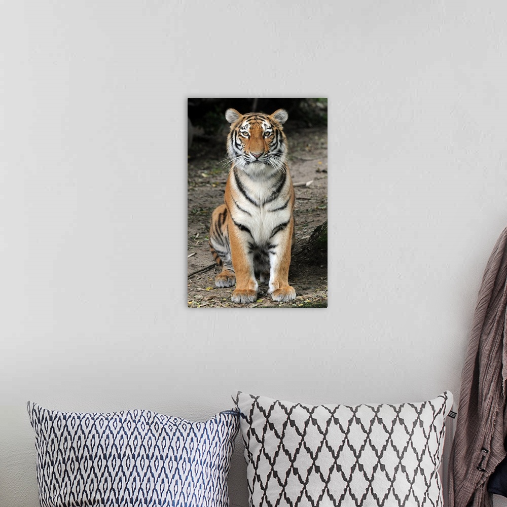 A bohemian room featuring A Siberian Tiger Sits In His Enclosure At Duisburg Zoo