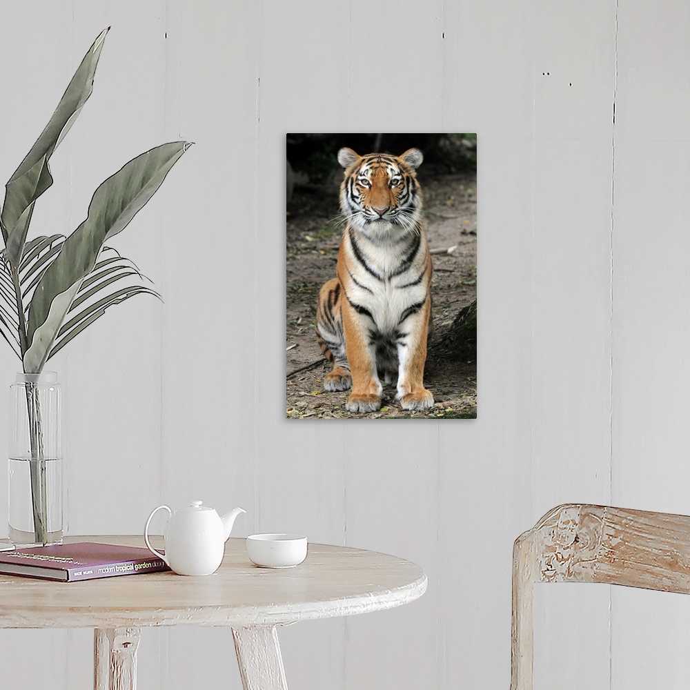A farmhouse room featuring A Siberian Tiger Sits In His Enclosure At Duisburg Zoo