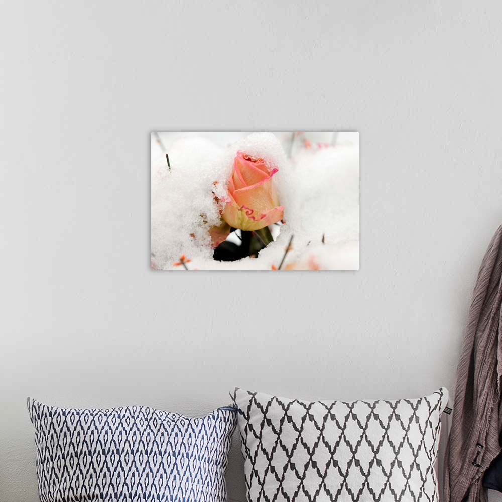 A bohemian room featuring A Snowy Rose