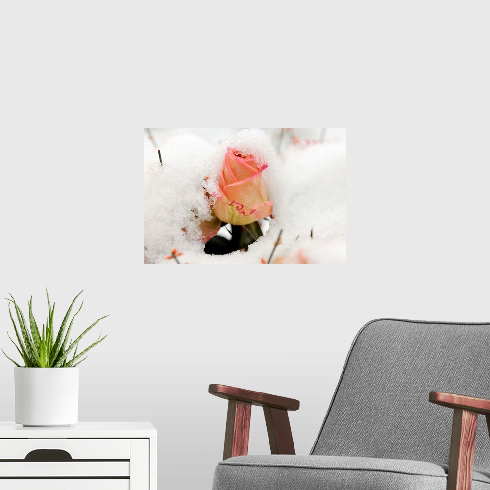 A modern room featuring A Snowy Rose