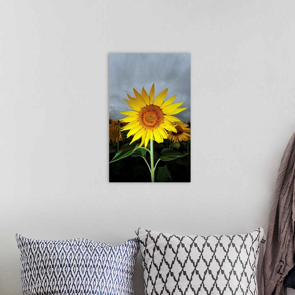 A bohemian room featuring A Sunflower In Front Of Cloudy Sky