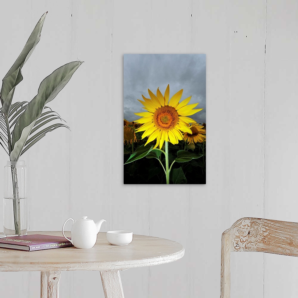 A farmhouse room featuring A Sunflower In Front Of Cloudy Sky