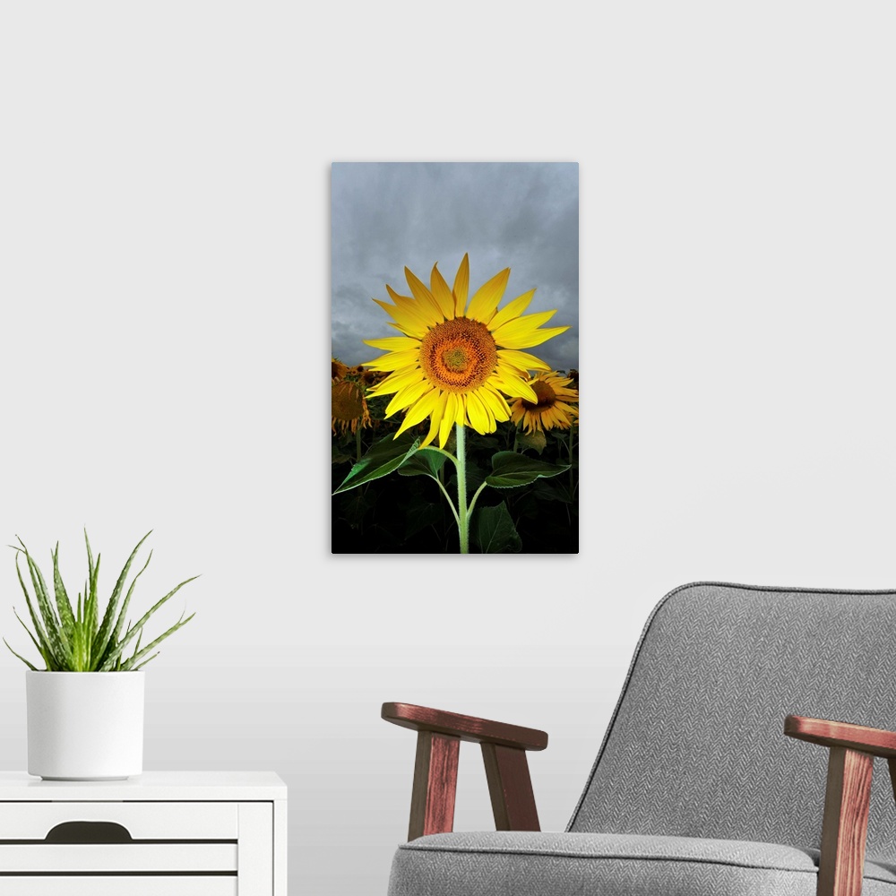 A modern room featuring A Sunflower In Front Of Cloudy Sky