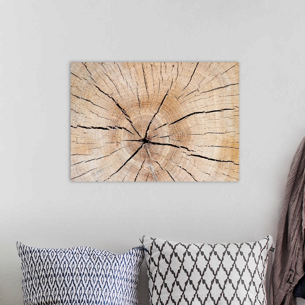 A bohemian room featuring A Tree Slice With Drying Cracks And Annual Rings