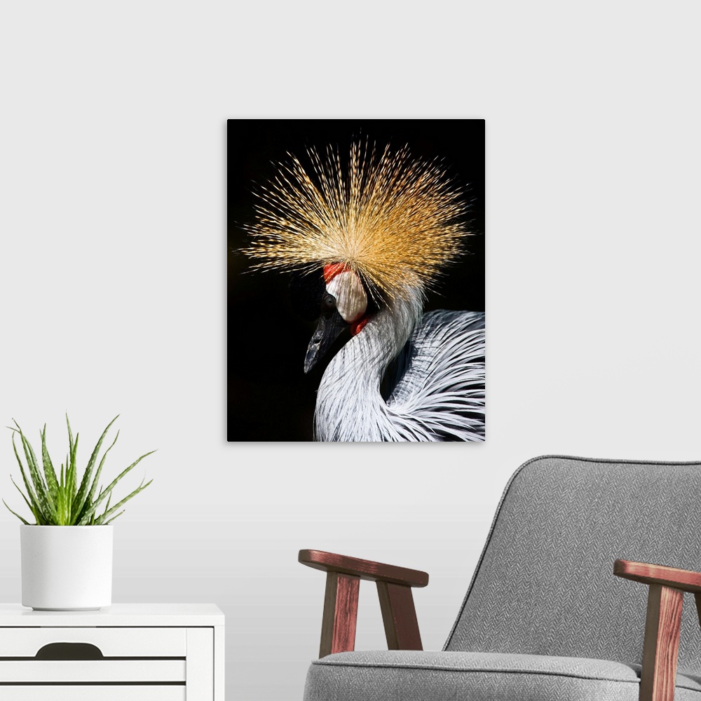 A modern room featuring A West African Crowned Crane