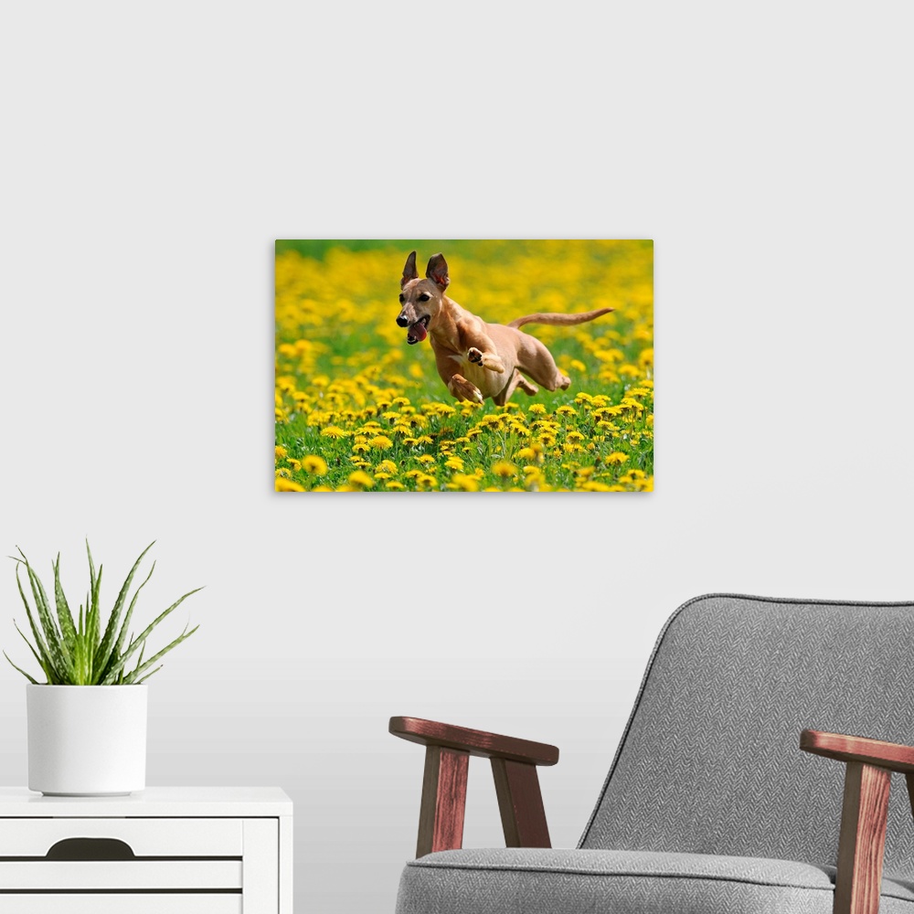 A modern room featuring A Whippet Running Through Meadow Covered In Dandelions