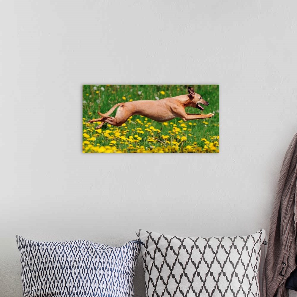 A bohemian room featuring A Whippet Running Through Meadow Covered In Dandelions
