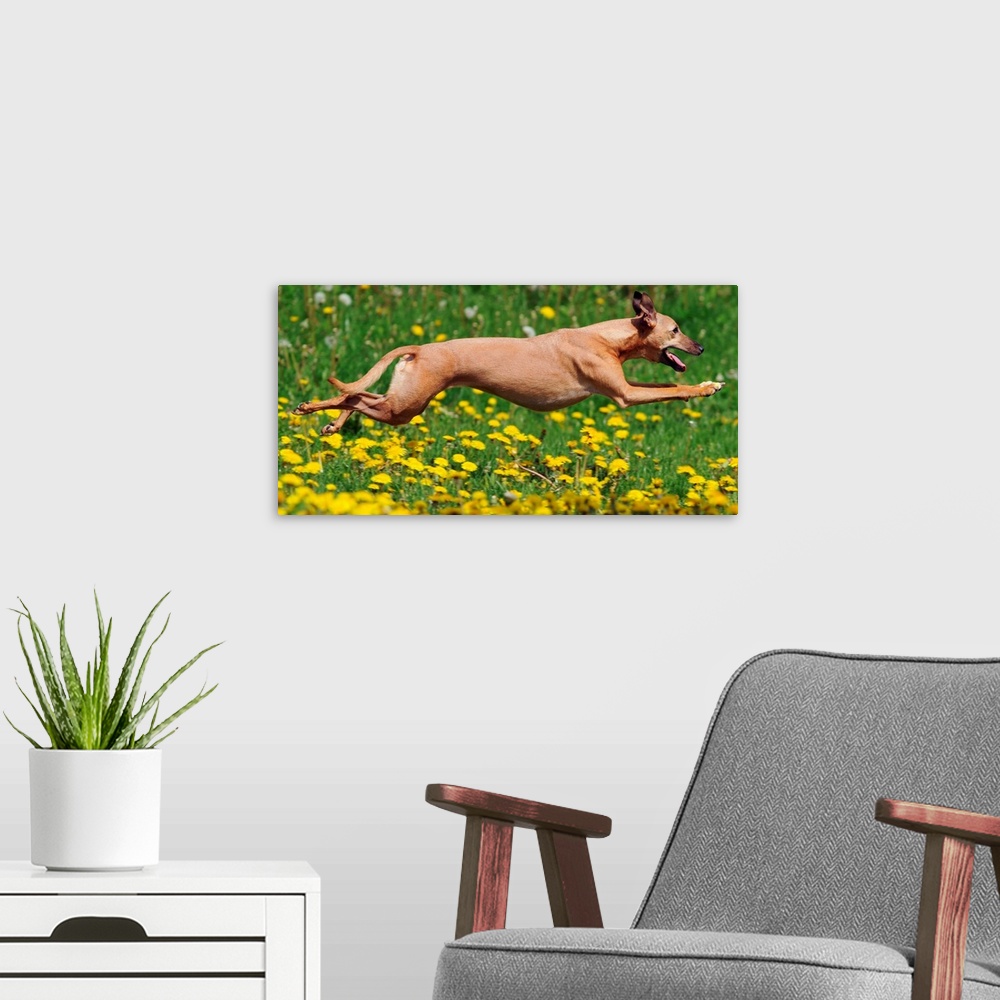 A modern room featuring A Whippet Running Through Meadow Covered In Dandelions