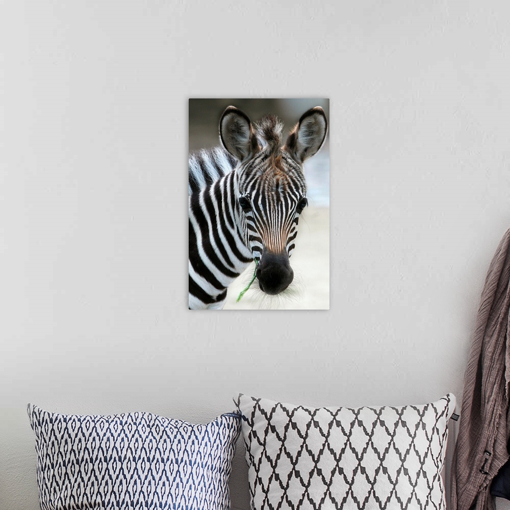 A bohemian room featuring A Young Zebra Named Navisha Stands In Enclosure At Zoo In Berlin, Germany