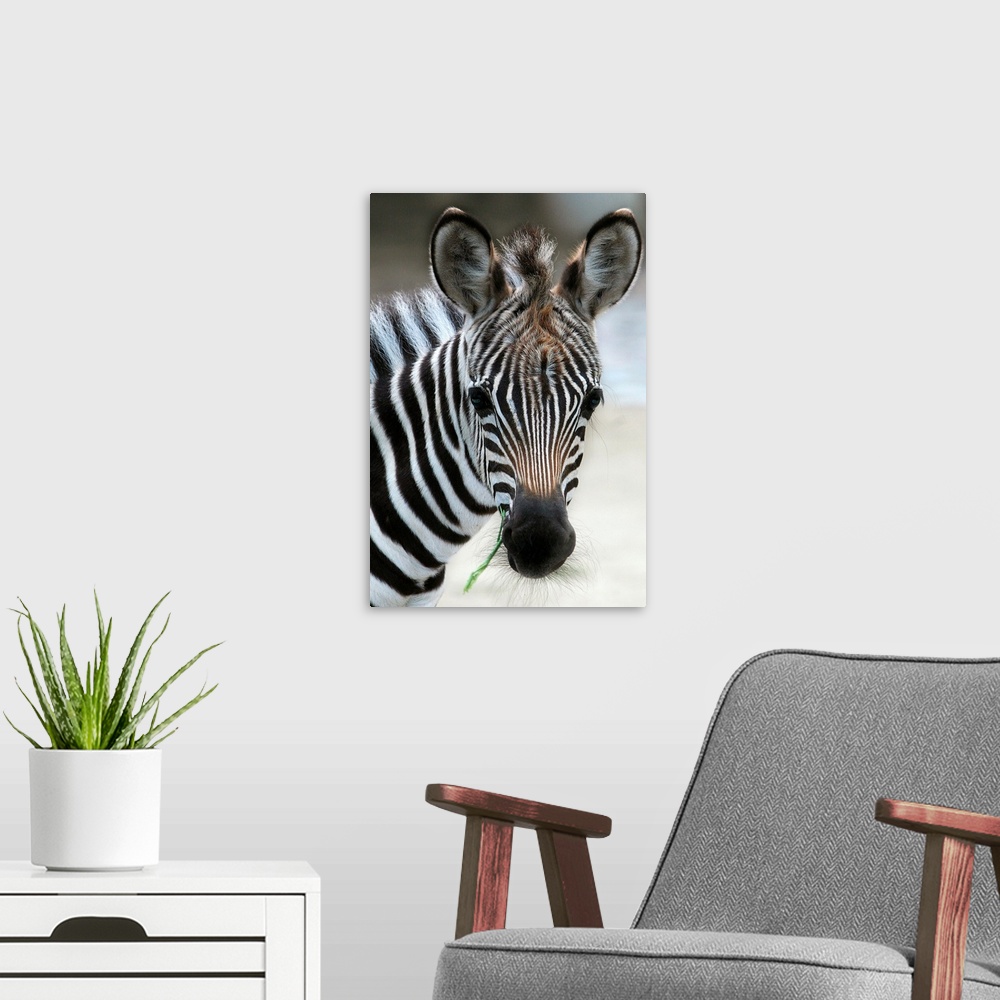 A modern room featuring A Young Zebra Named Navisha Stands In Enclosure At Zoo In Berlin, Germany