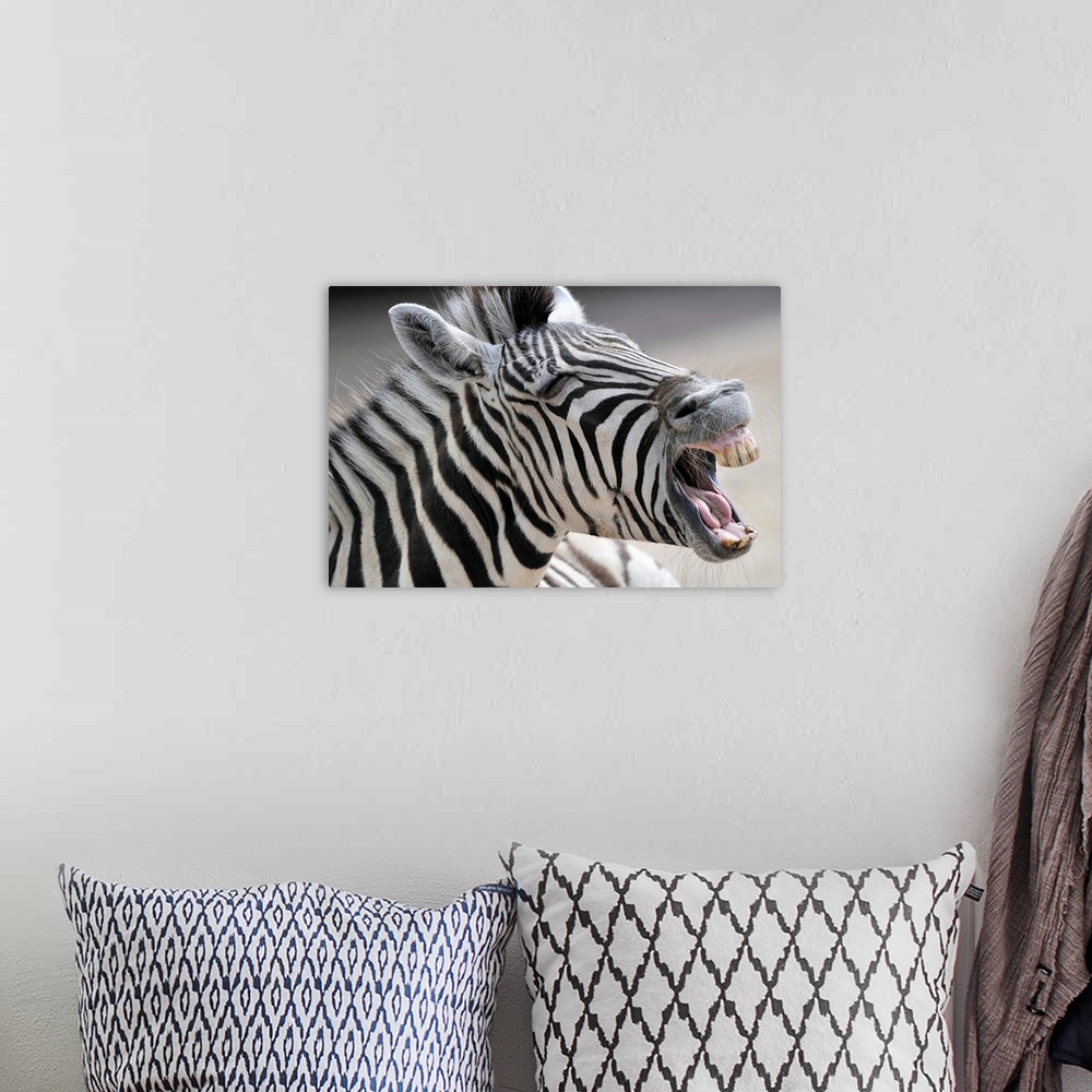A bohemian room featuring A Zebra Yawning