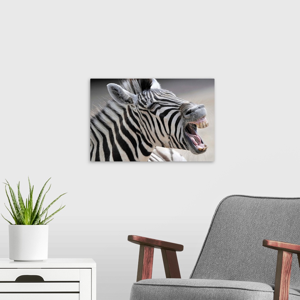 A modern room featuring A Zebra Yawning