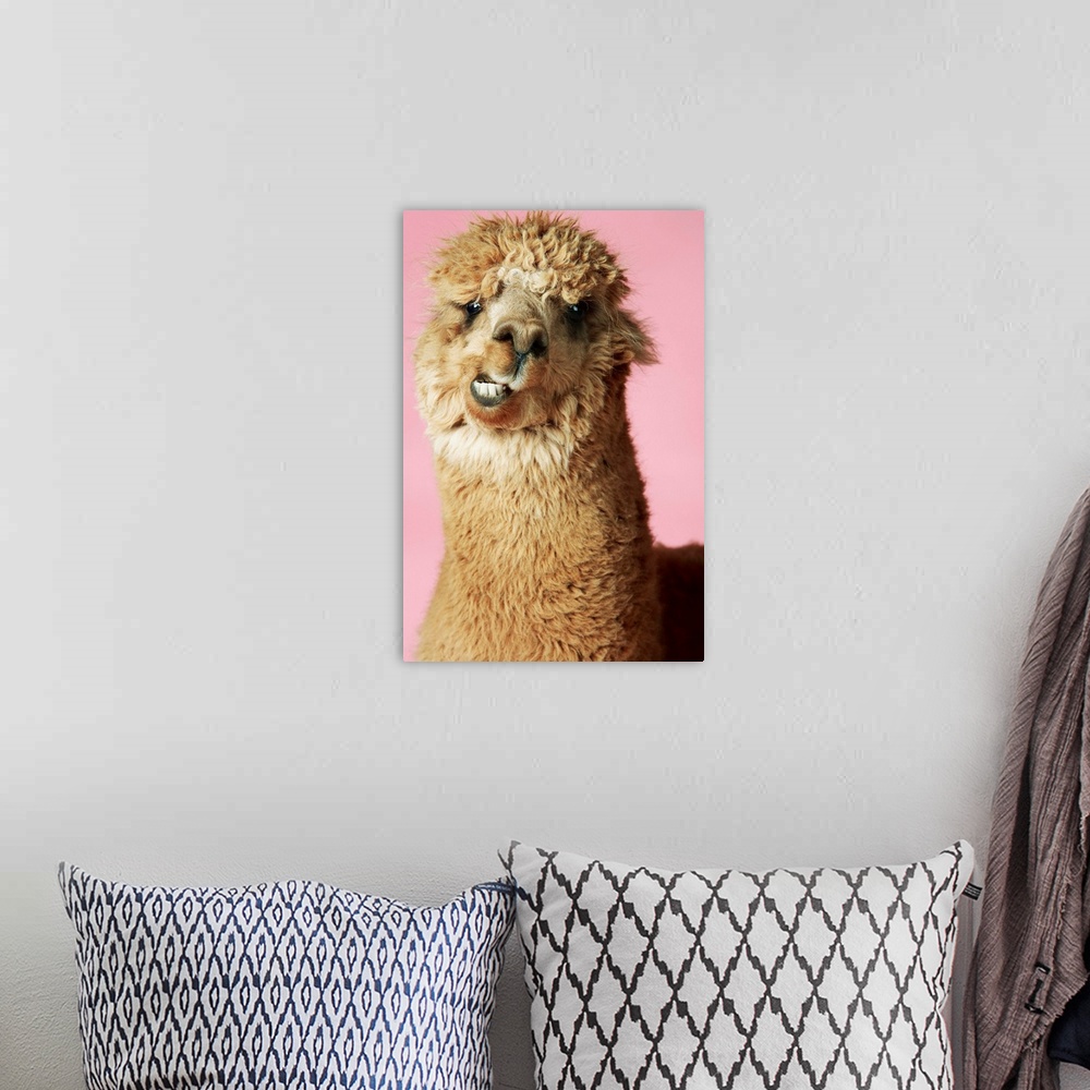 A bohemian room featuring Alpaca On Pink Background, Close-Up Of Head