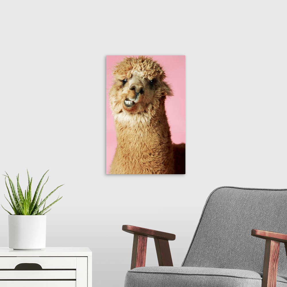 A modern room featuring Alpaca On Pink Background, Close-Up Of Head