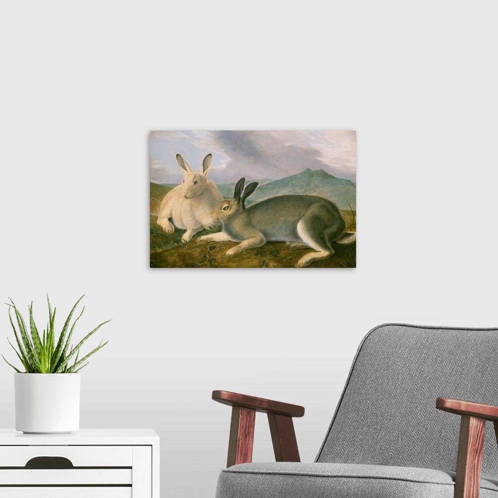 A modern room featuring Arctic Hare, by John James Audubon, 1841, American painting, watercolor and oil paint on paper. A...
