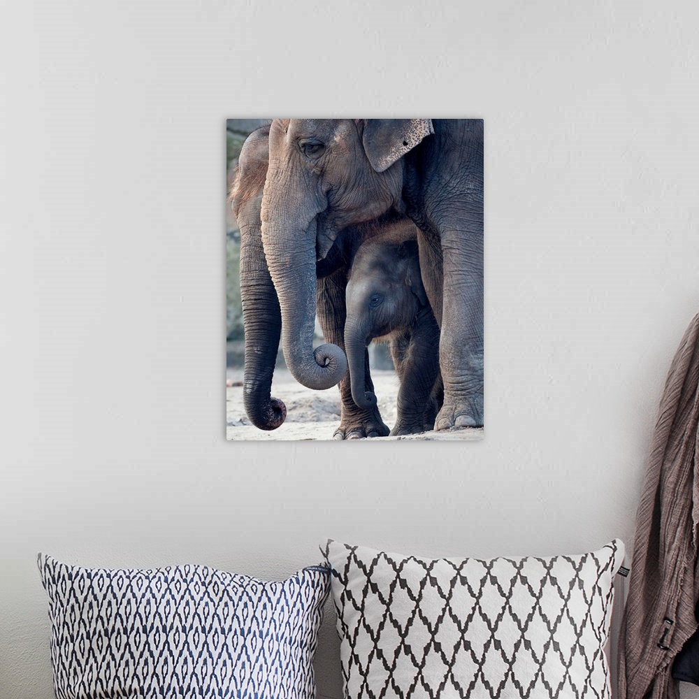 A bohemian room featuring Asian Elephants With Their Baby Standing In Their Zoo Enclosure