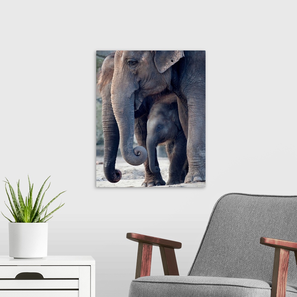 A modern room featuring Asian Elephants With Their Baby Standing In Their Zoo Enclosure