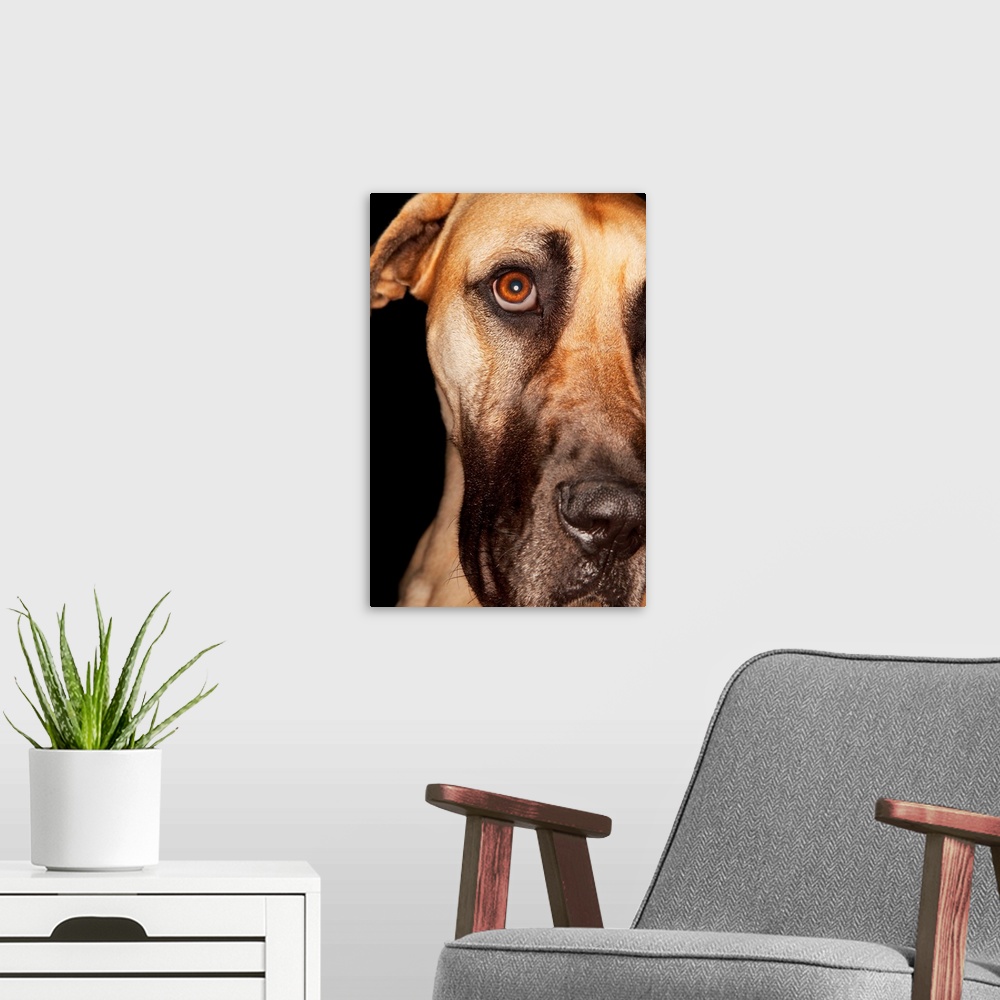 A modern room featuring Brazilian Mastiff, Close-Up