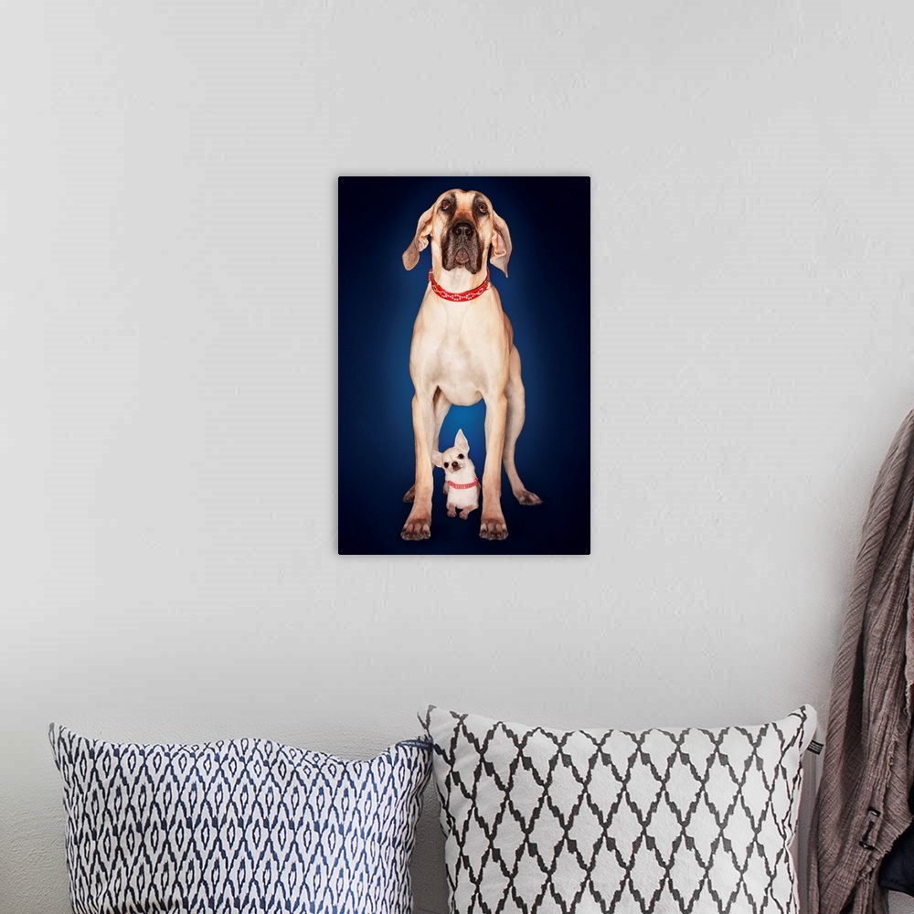 A bohemian room featuring Brazilian Mastiff Standing Over Chihuahua, Front View