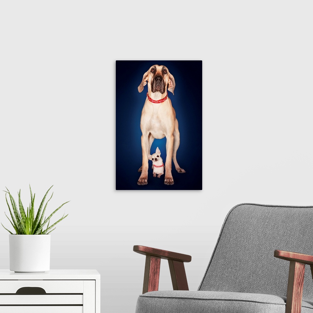 A modern room featuring Brazilian Mastiff Standing Over Chihuahua, Front View