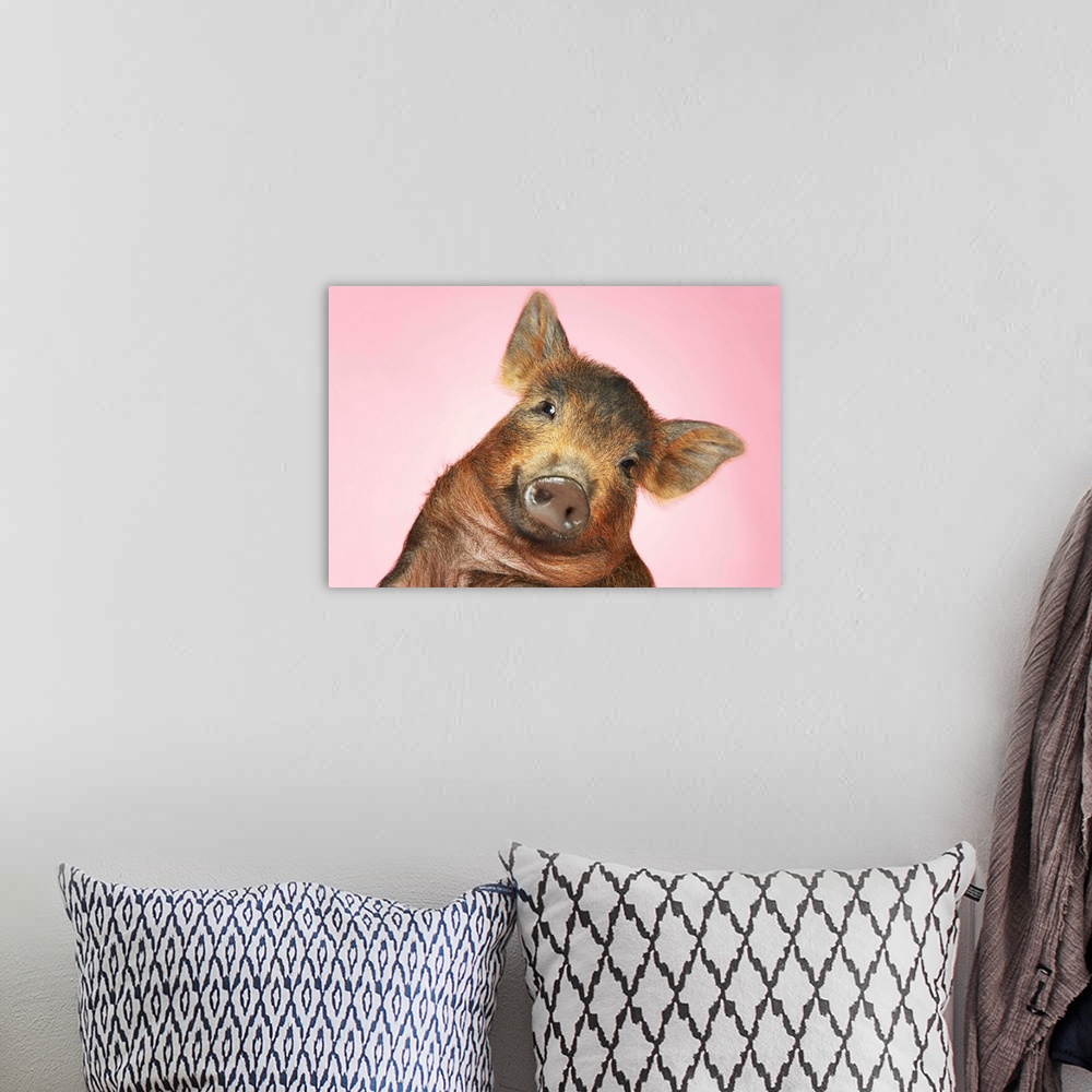 A bohemian room featuring Brown Pig Against Pink Background With Head Cocked, Close-Up