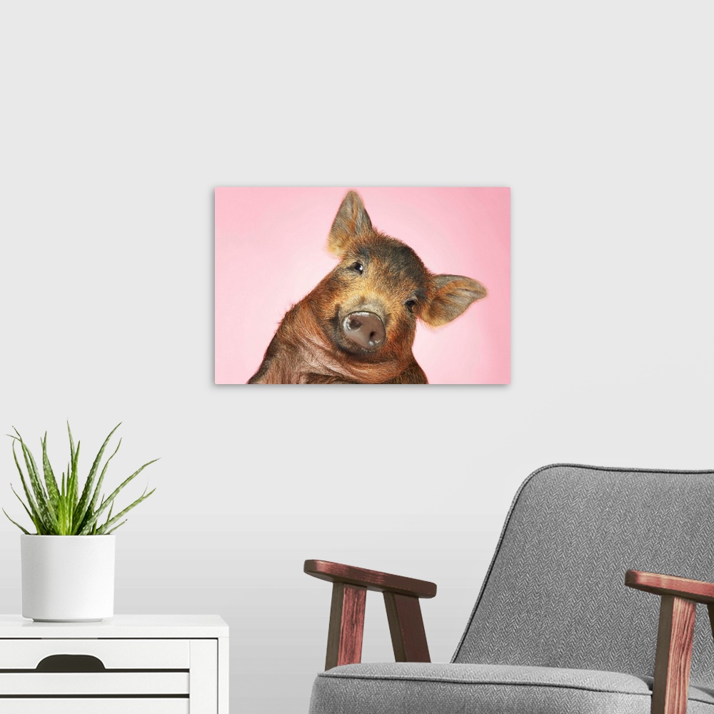A modern room featuring Brown Pig Against Pink Background With Head Cocked, Close-Up