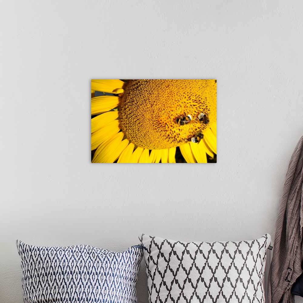 A bohemian room featuring Bumblebees Collect Nectar From Sunflower