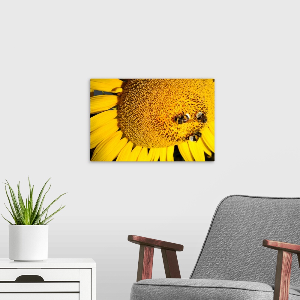 A modern room featuring Bumblebees Collect Nectar From Sunflower