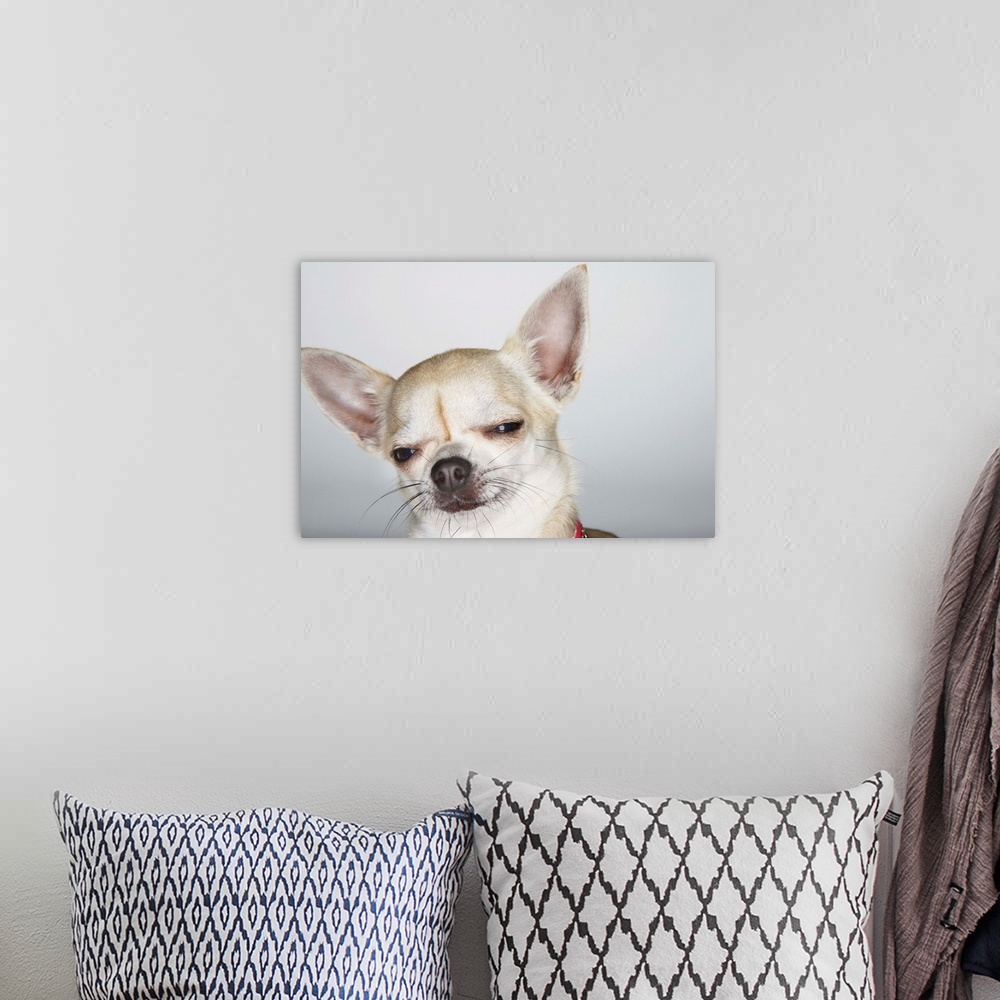 A bohemian room featuring Chihuahua, Eyes Half-Closed, Close-Up