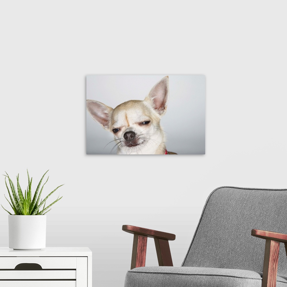 A modern room featuring Chihuahua, Eyes Half-Closed, Close-Up