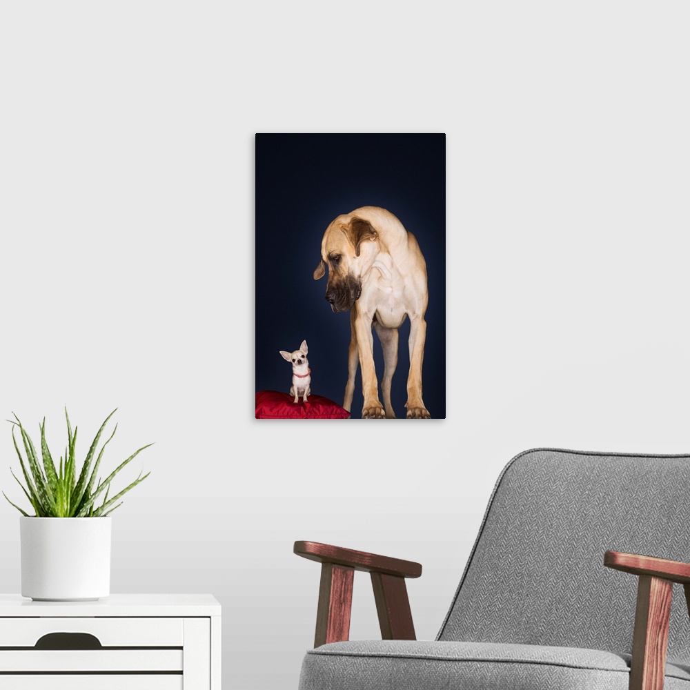 A modern room featuring Chihuahua Sitting On Red Pillow, Great Dane Standing Alongside, Front View