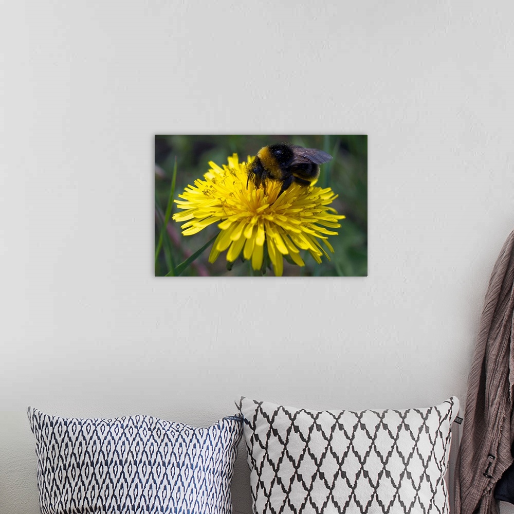 A bohemian room featuring Close-up of a bee collecting nectar from a flower