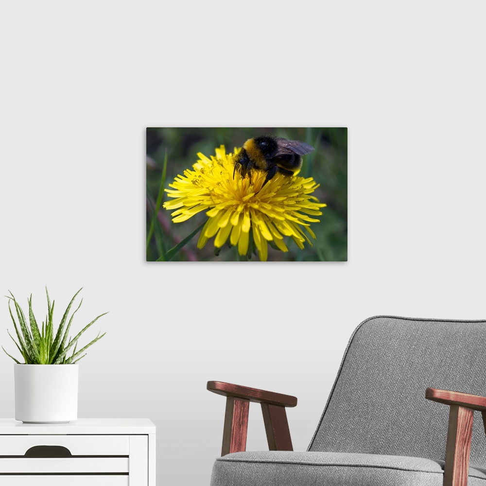 A modern room featuring Close-up of a bee collecting nectar from a flower