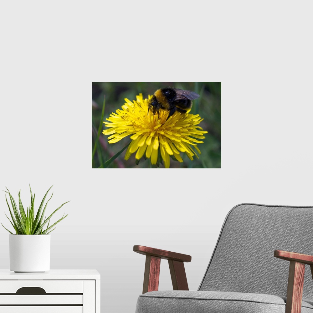 A modern room featuring Close-up of a bee collecting nectar from a flower