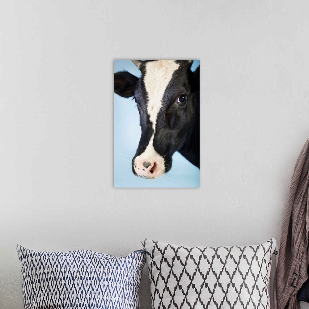 A bohemian room featuring Cow Against Blue Background, Close-Up Of Head