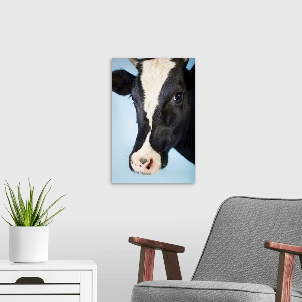 A modern room featuring Cow Against Blue Background, Close-Up Of Head