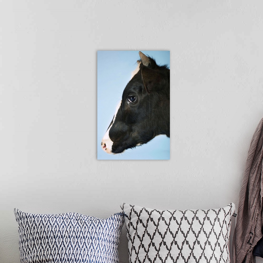 A bohemian room featuring Cow Against Blue Background, Close-Up Of Head, Side View