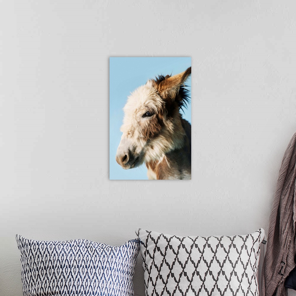 A bohemian room featuring Donkey Against Blue Background, Close-Up Of Head, Side View