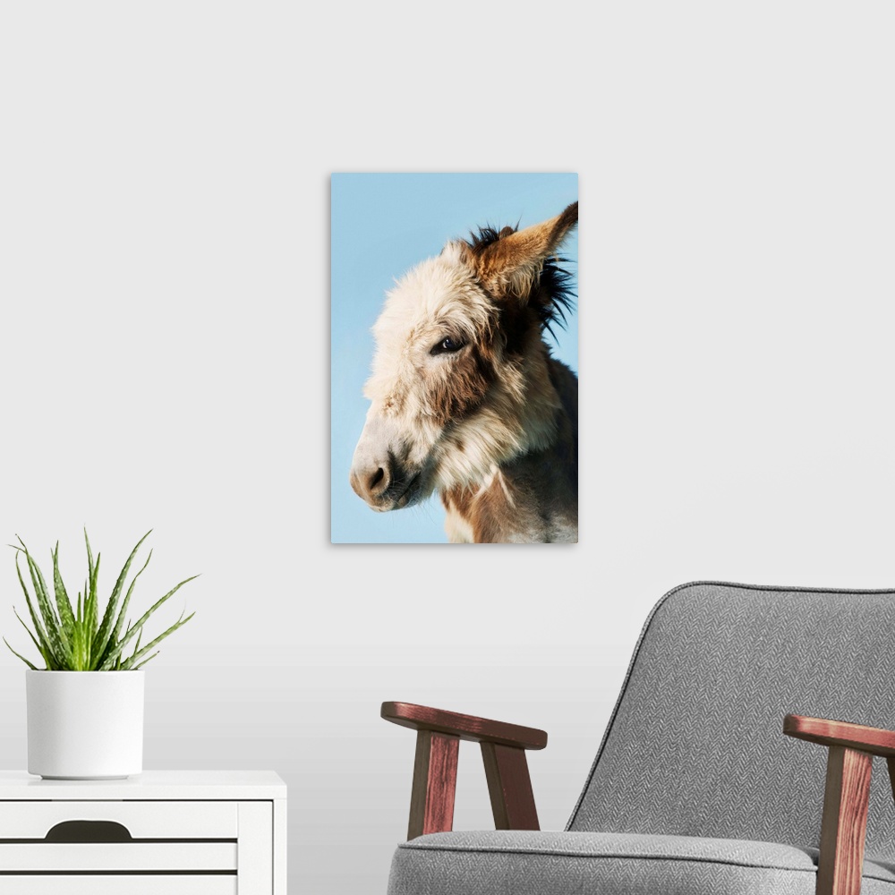 A modern room featuring Donkey Against Blue Background, Close-Up Of Head, Side View