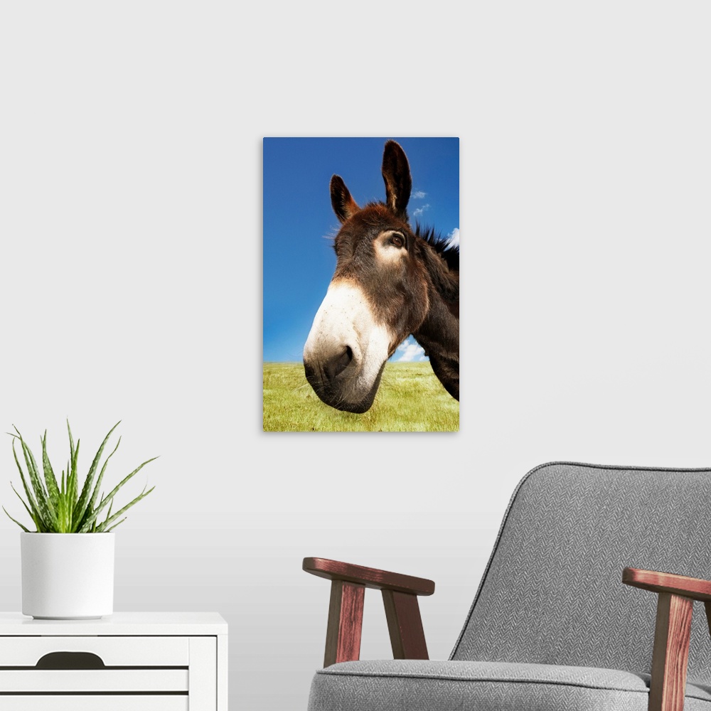 A modern room featuring Donkey In Green Field, Close-Up Of Head
