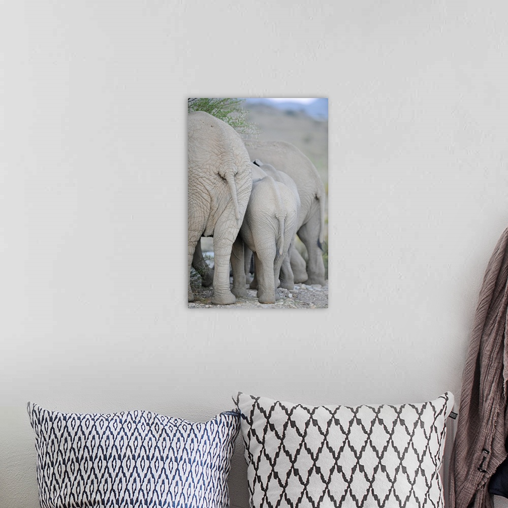 A bohemian room featuring Elephants In Sanbona Wildlife Reserve, Western Cape, Cape town, South Africa