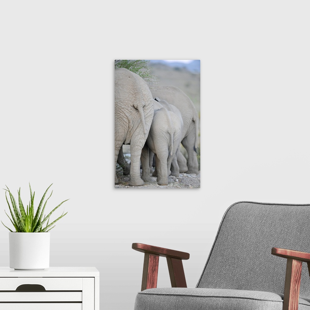 A modern room featuring Elephants In Sanbona Wildlife Reserve, Western Cape, Cape town, South Africa