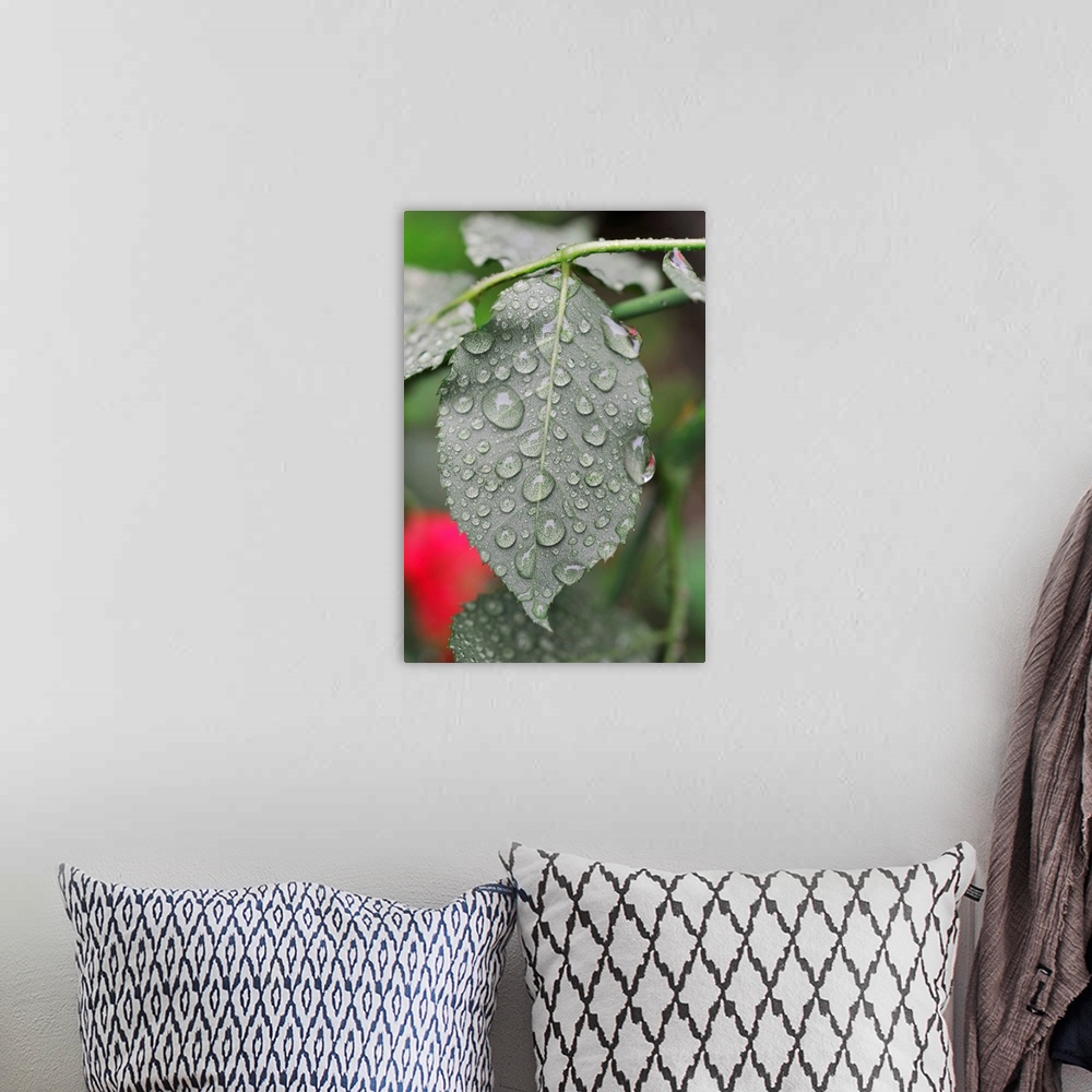 A bohemian room featuring Leaf Of Rose With Raindrops